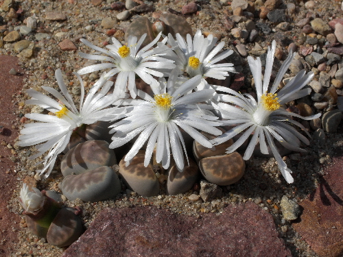 lithops karasmontana v.lericheana